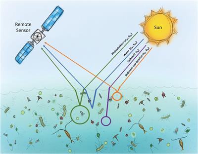 Promoting Instrument Development for New Research Avenues in Ocean Science: Opening the Black Box of Grazing